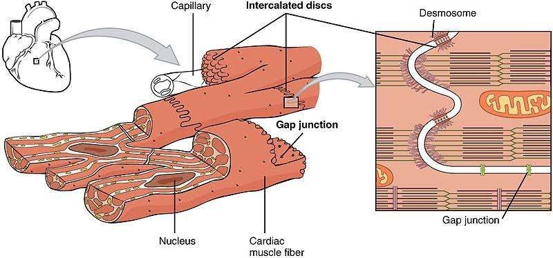 Structure of the cardiac muscles