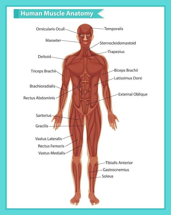 Human muscles anatomy