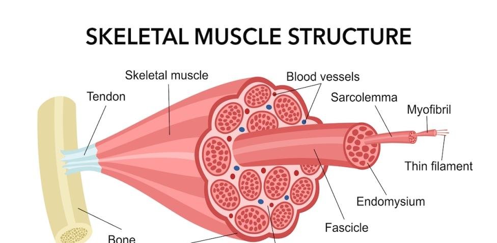 Structure of the skeletal muscles