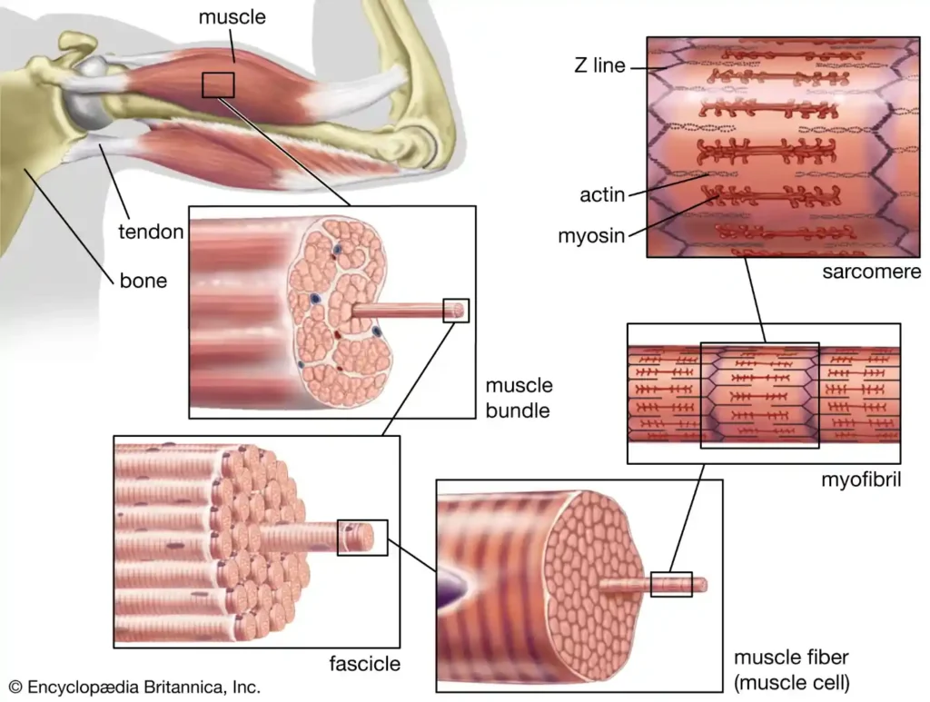 structure of the smooth muscles