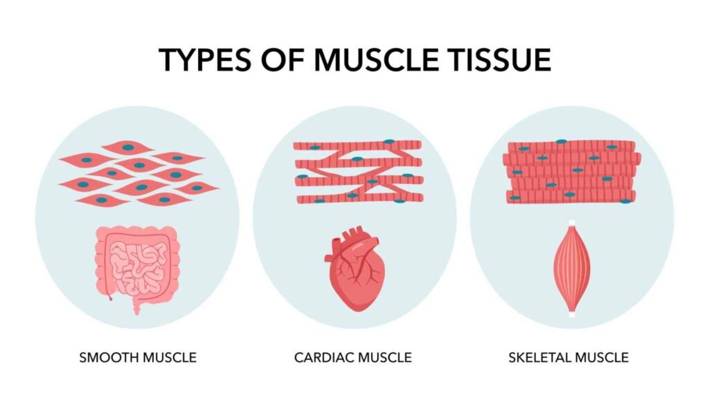 Types of the muscles in human-body