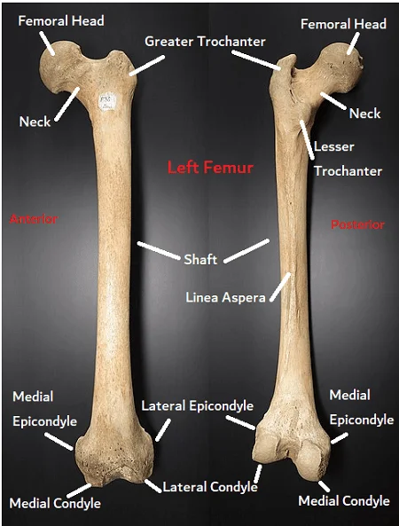 Structure and Function of Femur Bone
