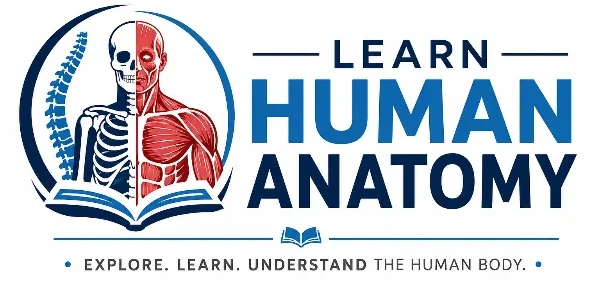 Learn Human Anatomy Logo