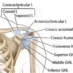 Coracohumeral Ligament