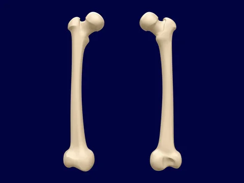 Femur Bone