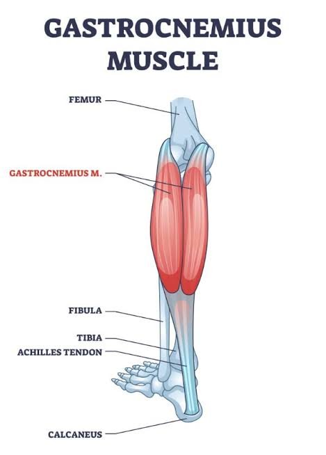 Gastrocnemius muscle