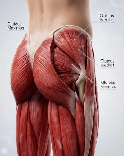 Gluteus Maximus Muscle